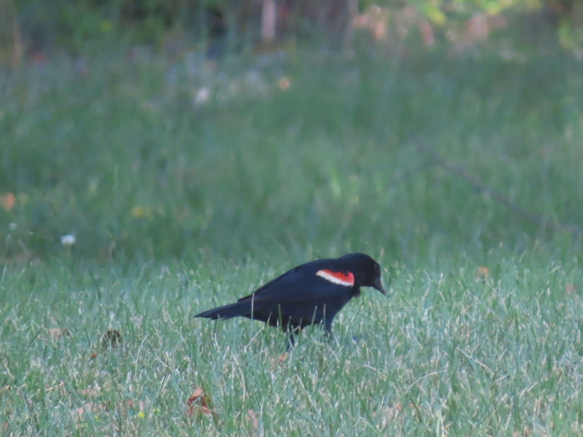 Red-winged Blackbird - ML621116701