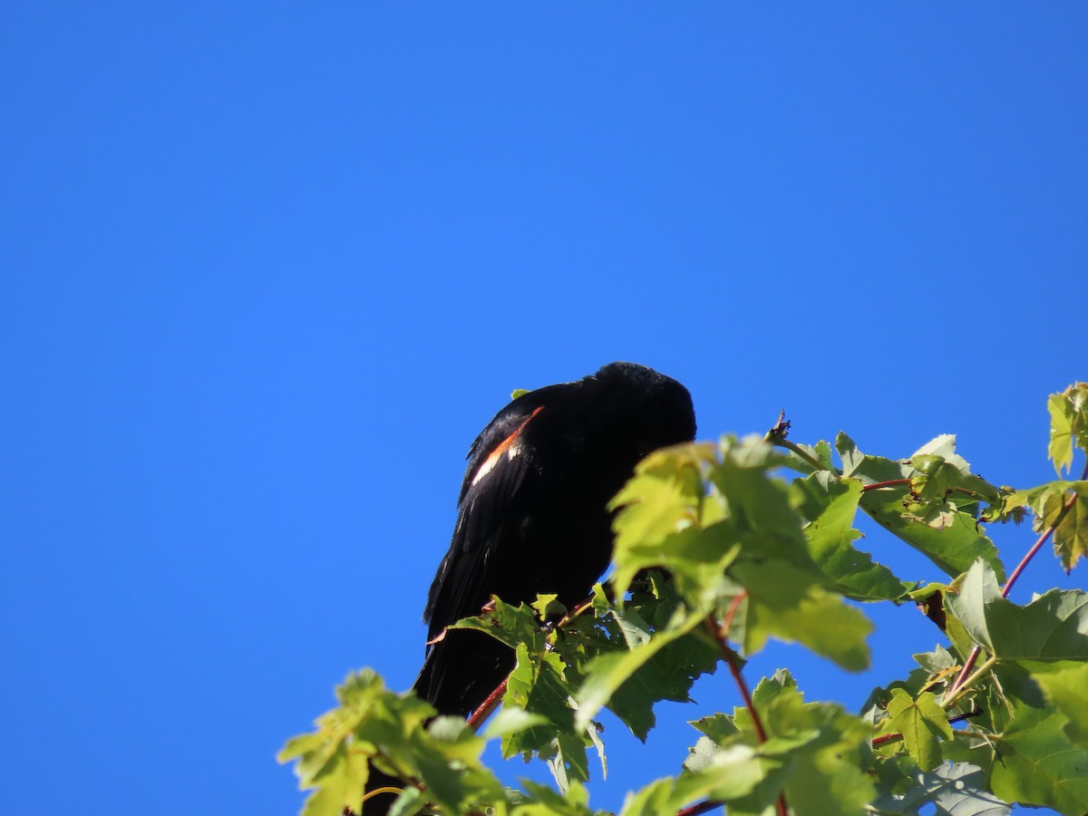 Red-winged Blackbird - ML621116703