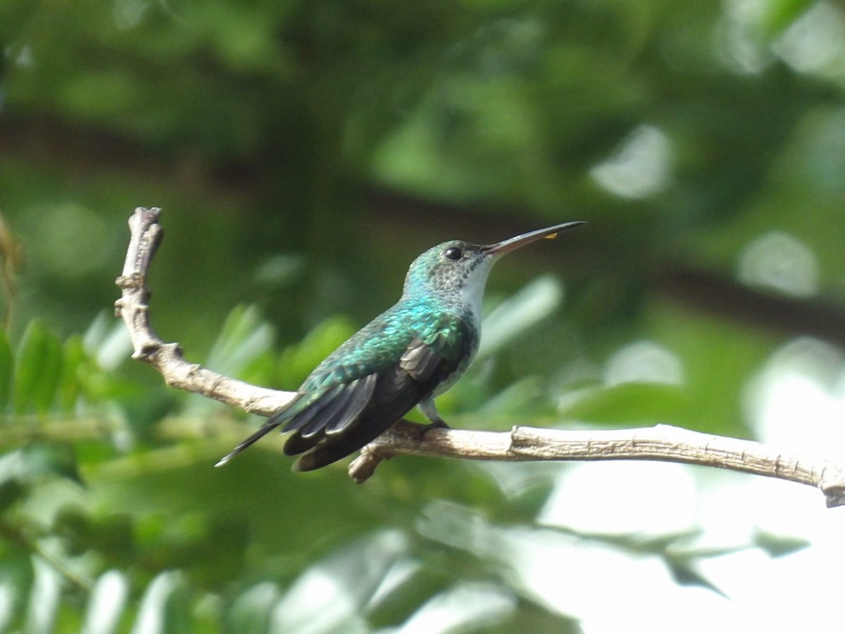 ub. kolibri (Trochilidae sp.) - ML621116730