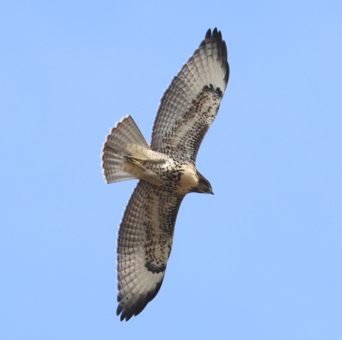 Red-tailed Hawk - ML621116744