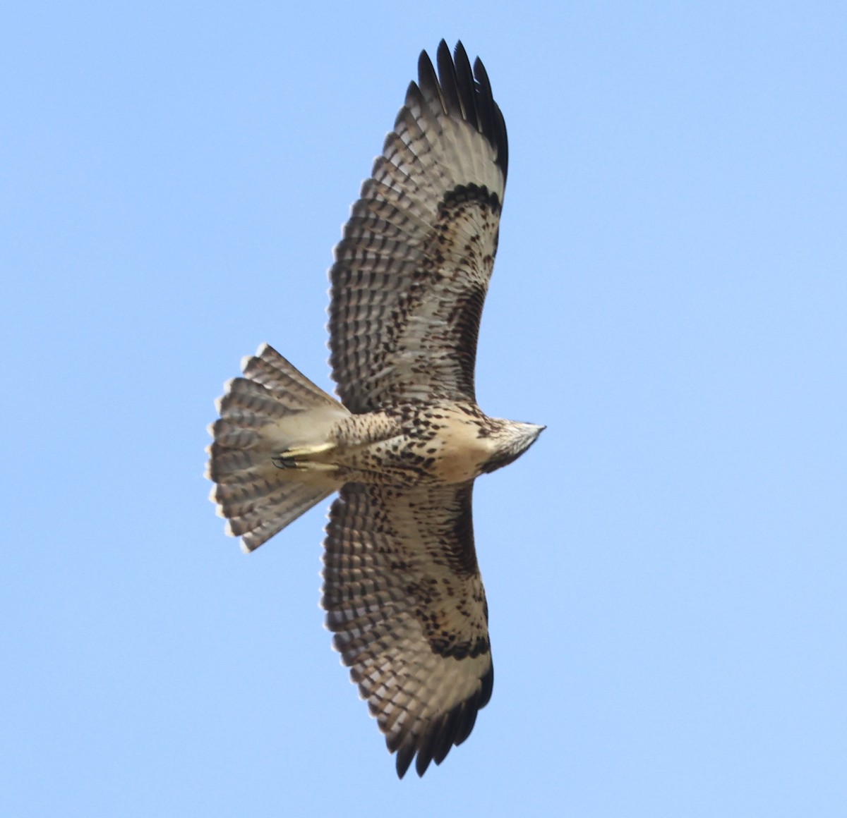 Red-tailed Hawk - ML621116745
