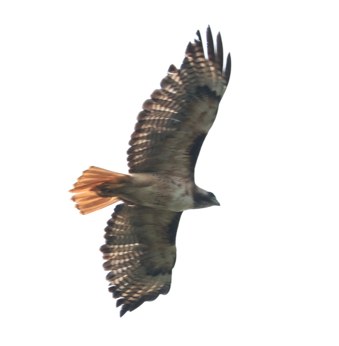 Red-tailed Hawk - ML621116746