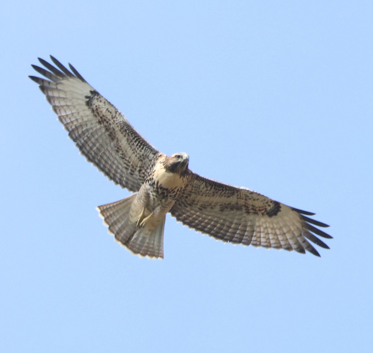 Red-tailed Hawk - ML621116747