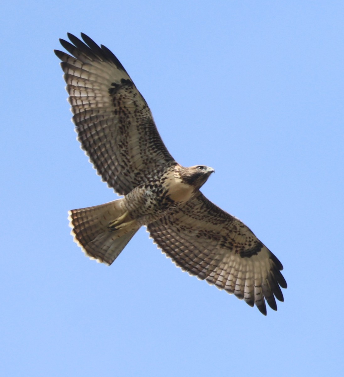 Red-tailed Hawk - ML621116749