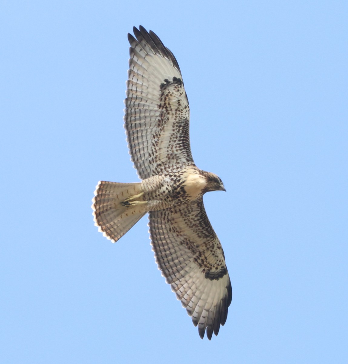 Red-tailed Hawk - ML621116750
