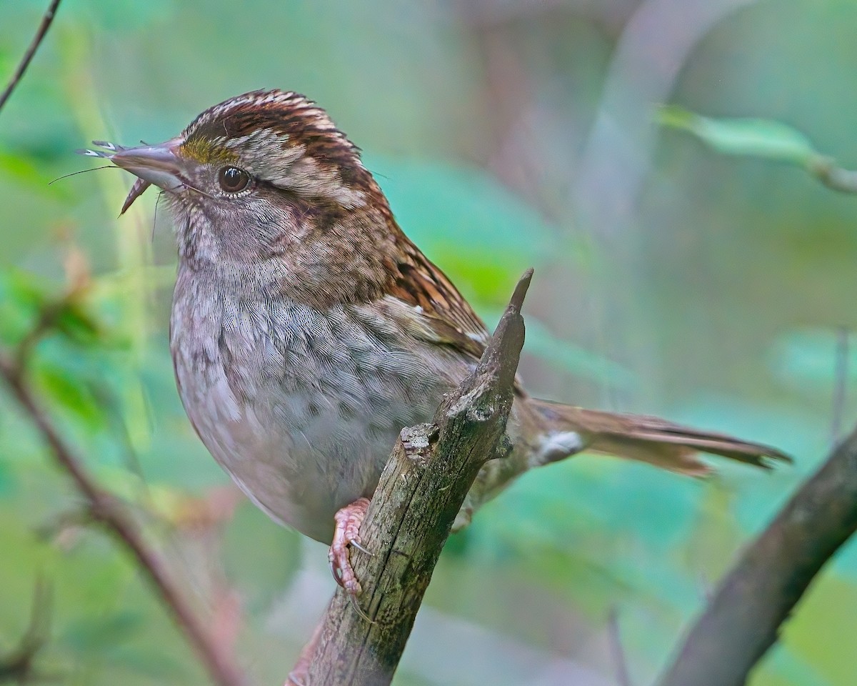 White-throated Sparrow - ML621116756