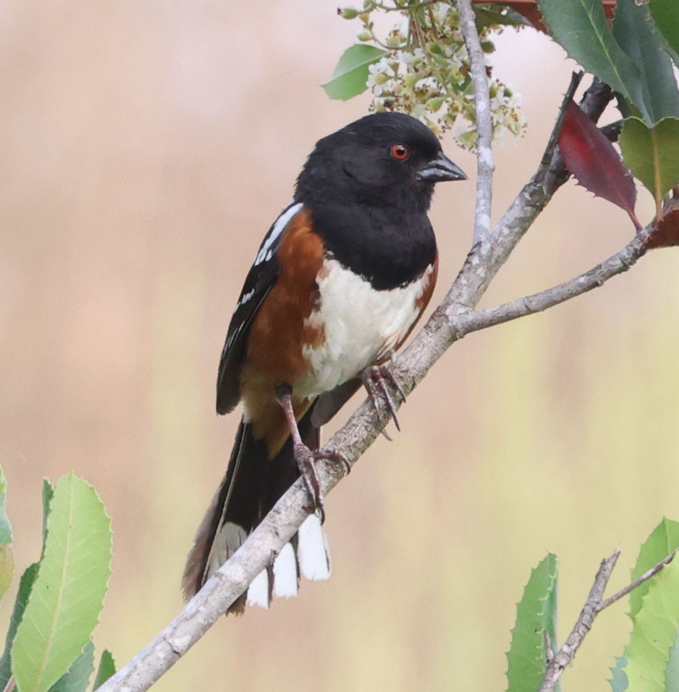 Spotted Towhee - ML621116773