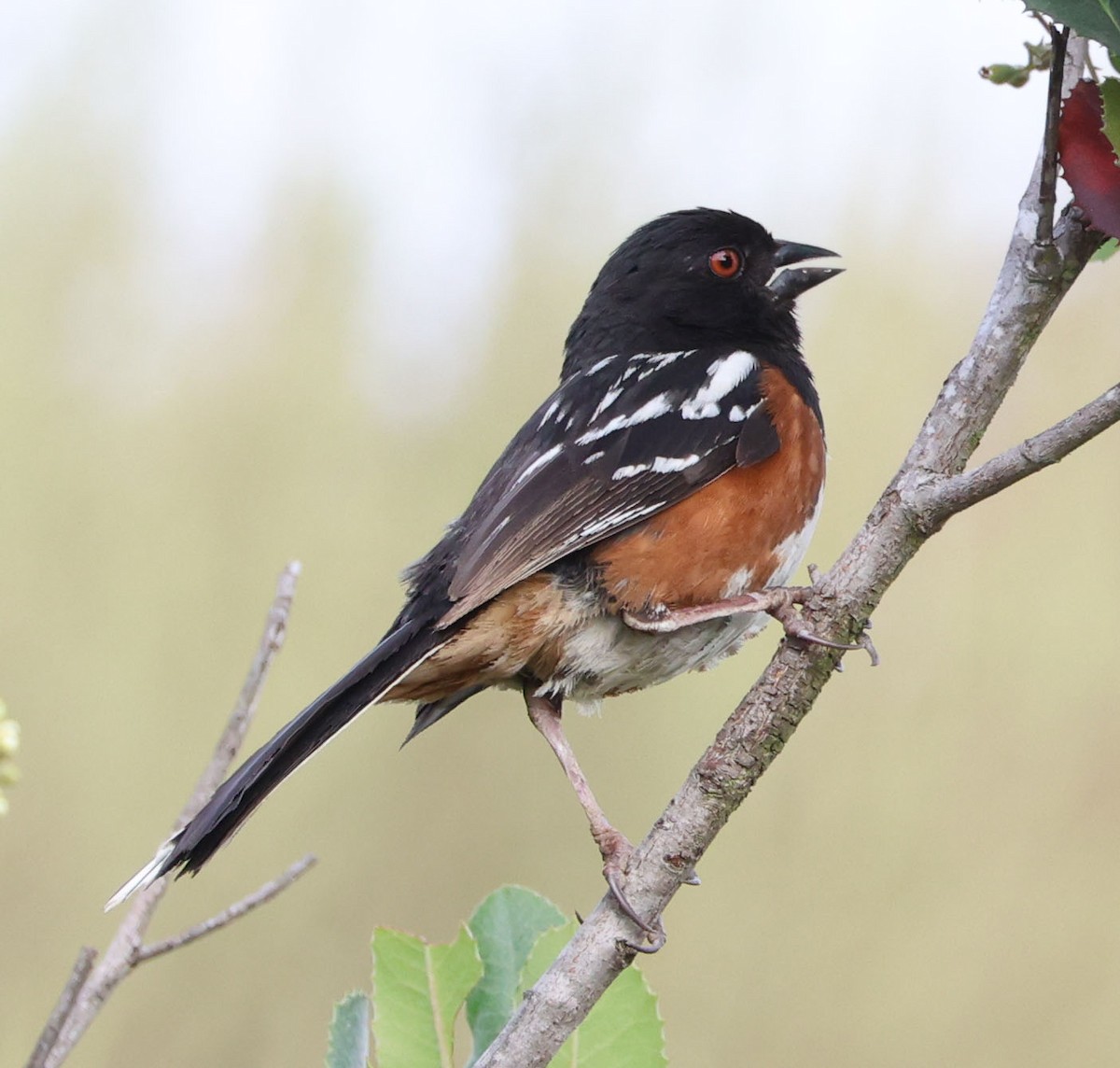 Spotted Towhee - ML621116774