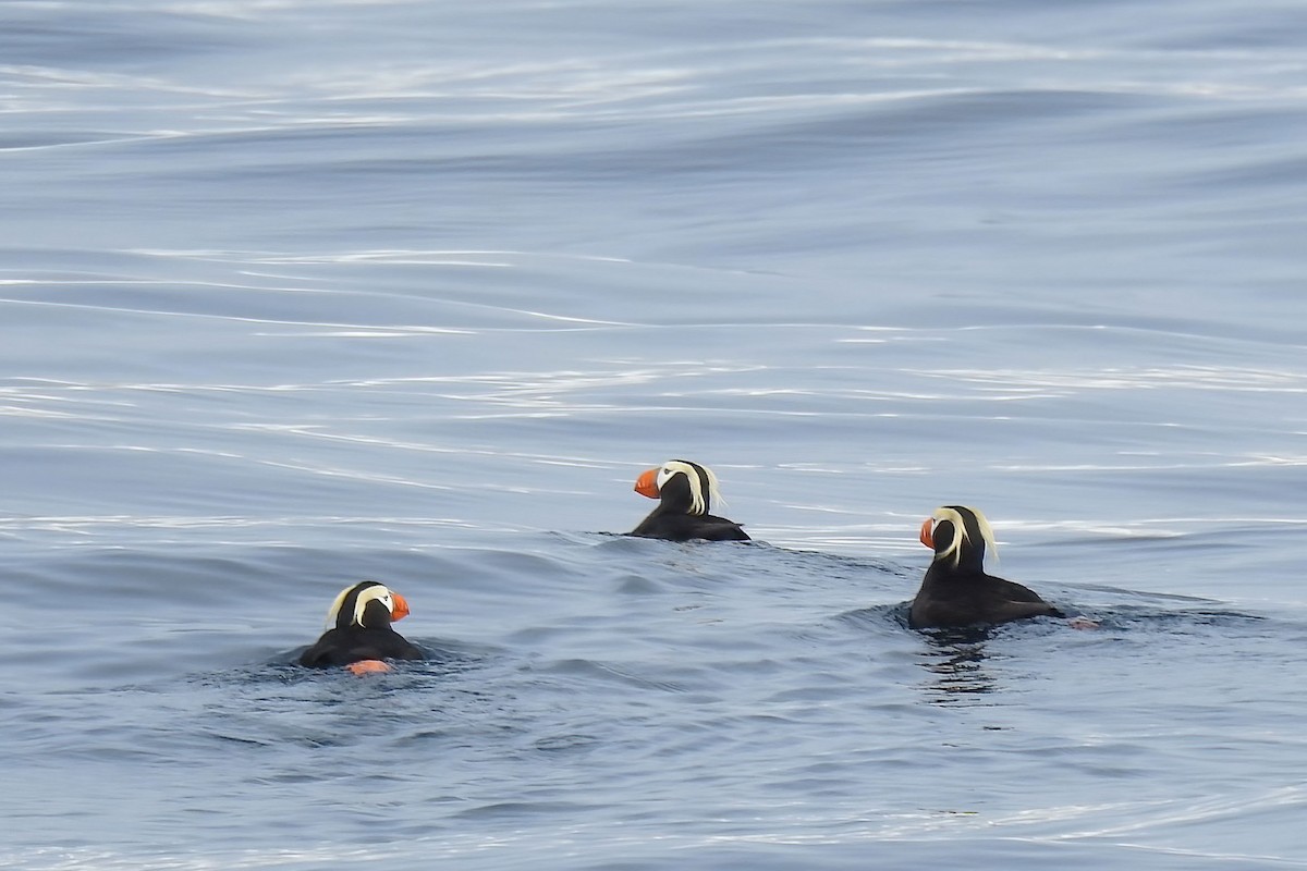 Tufted Puffin - ML621116782