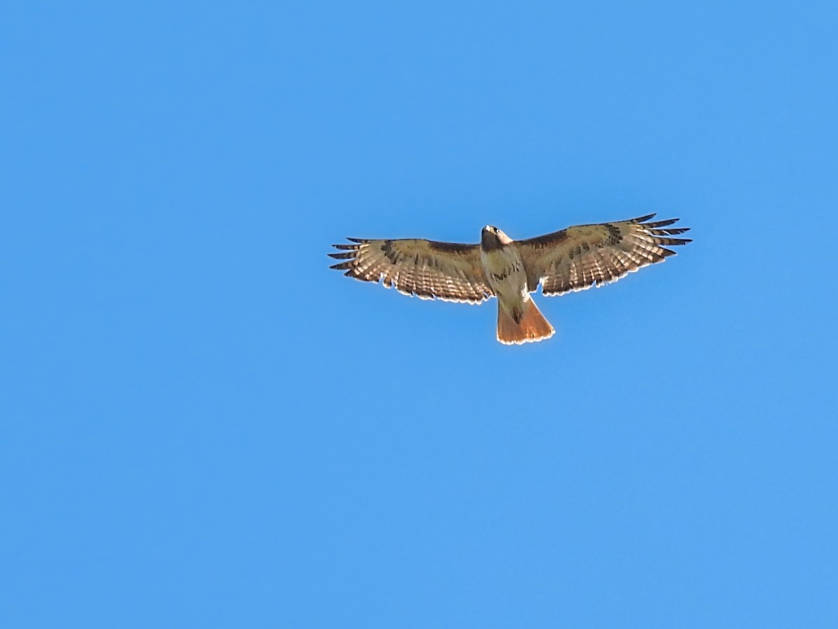 Red-tailed Hawk - ML621116801