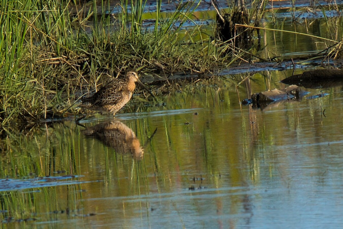 Long-billed Dowitcher - ML621116838