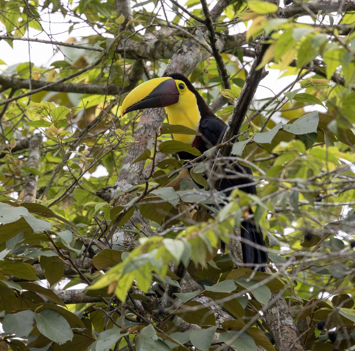 Yellow-throated Toucan - ML621116860