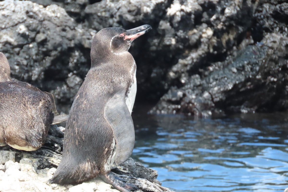 Pingüino de Galápagos - ML621116896