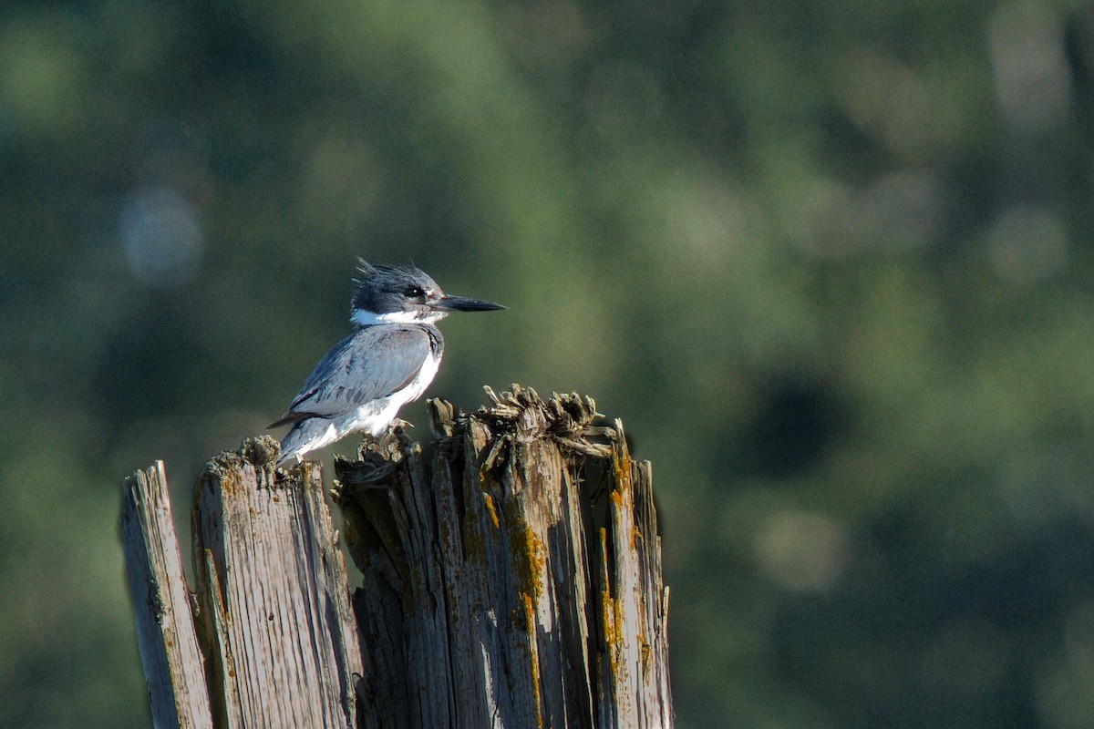 Belted Kingfisher - ML621116905