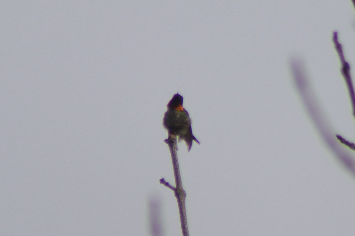 Ruby-throated Hummingbird - ML621116931