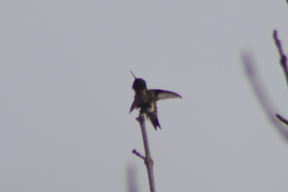 Ruby-throated Hummingbird - Cory Ruchlin