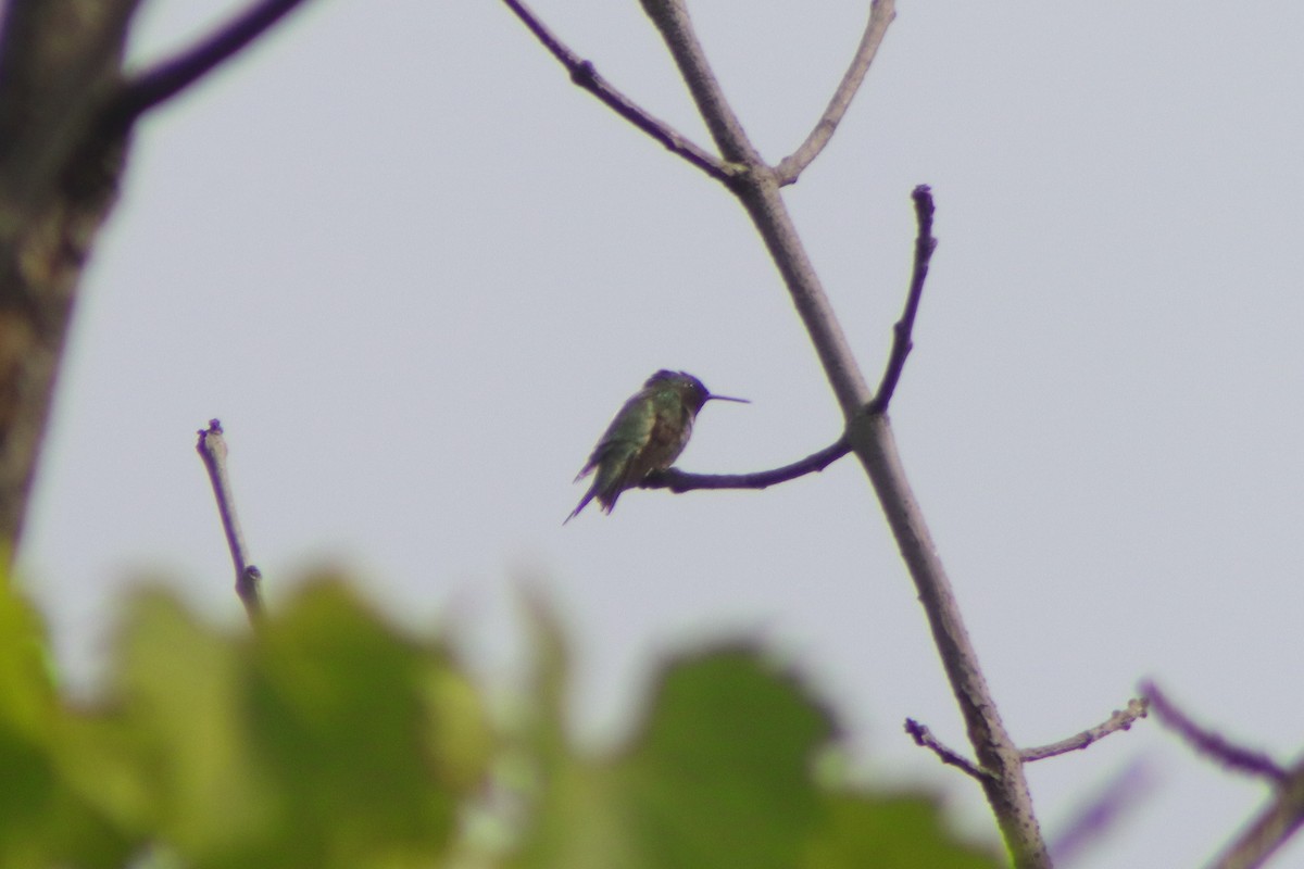 Ruby-throated Hummingbird - ML621116933