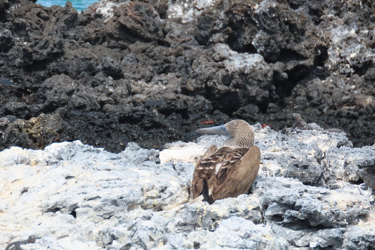 Blue-footed Booby - ML621116936