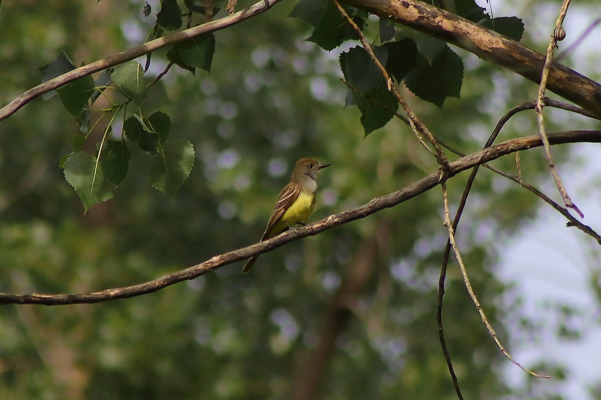 Great Crested Flycatcher - ML621116955