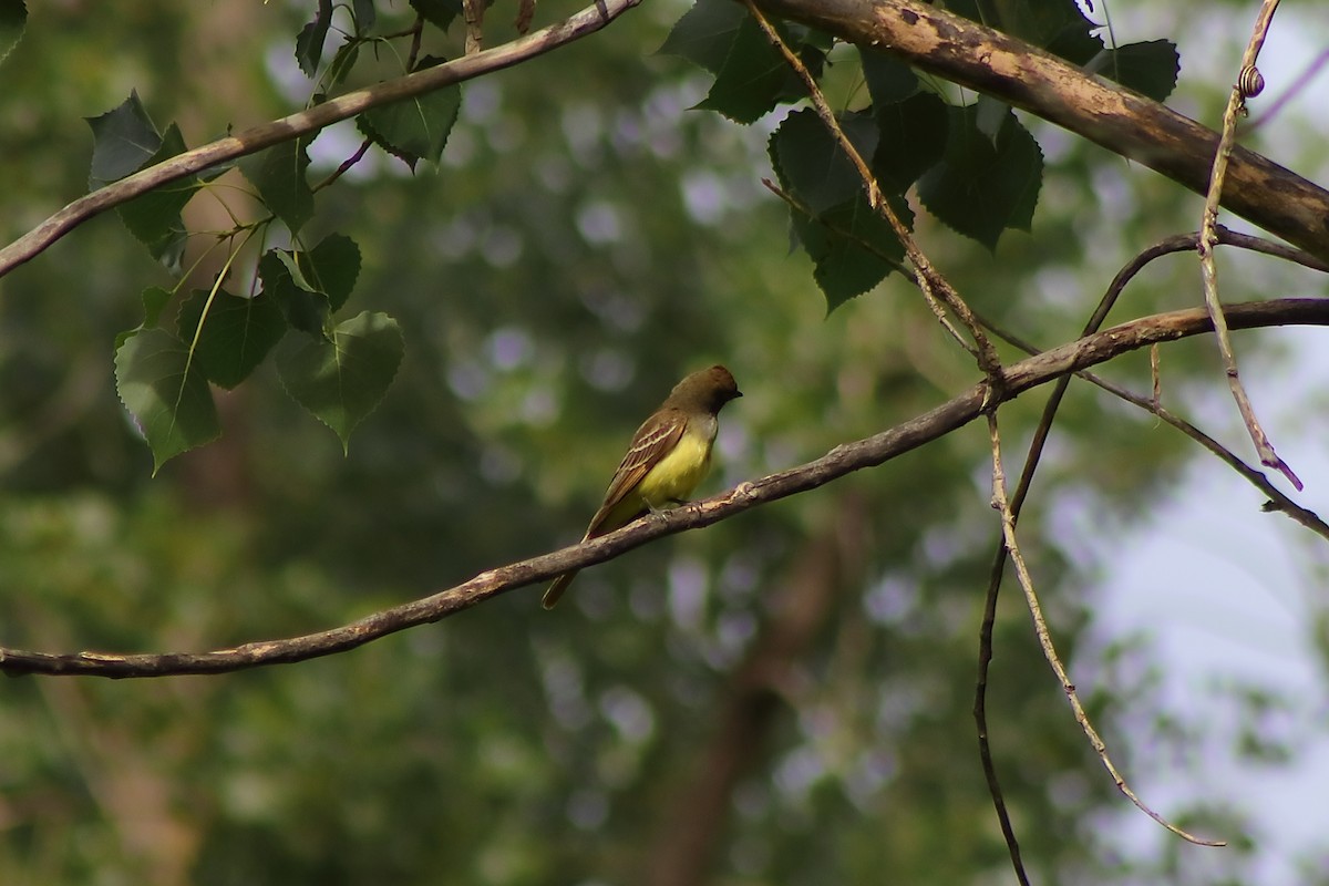 Great Crested Flycatcher - ML621116956
