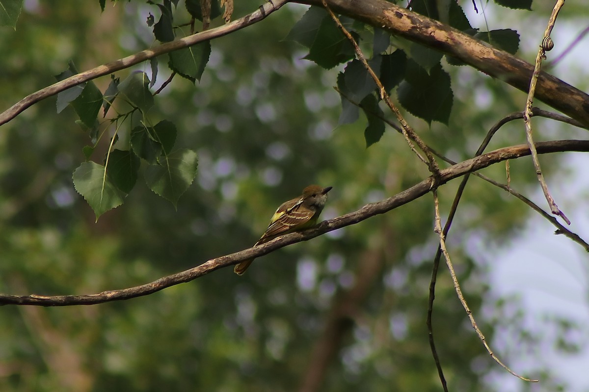 Great Crested Flycatcher - ML621116958