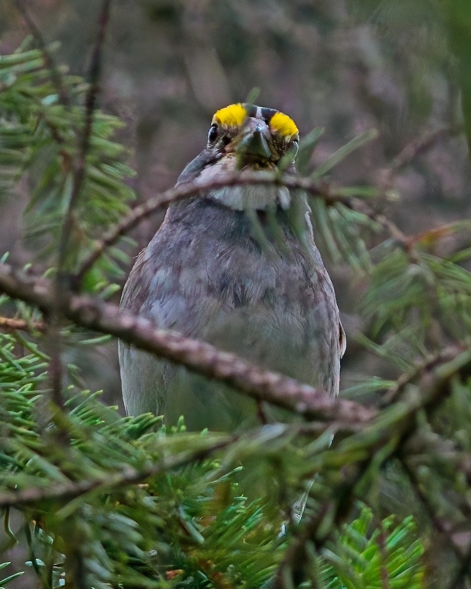 White-throated Sparrow - ML621116977