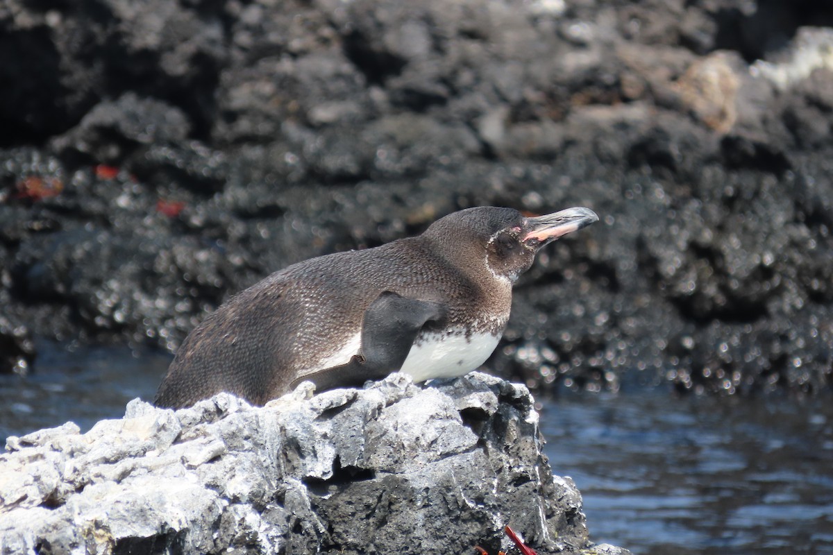 Galapagos Penguin - Robert Post