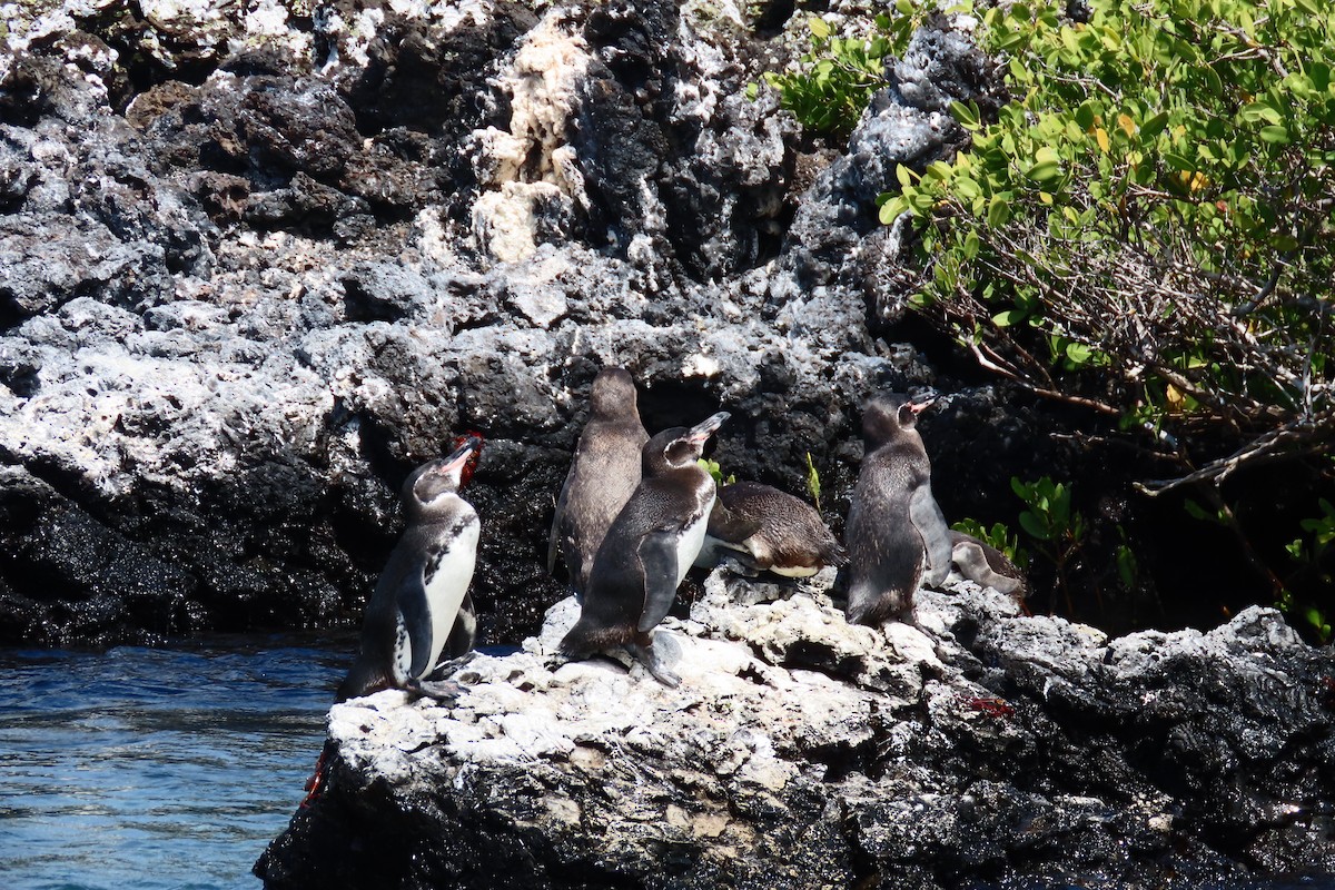 Pingüino de Galápagos - ML621116989