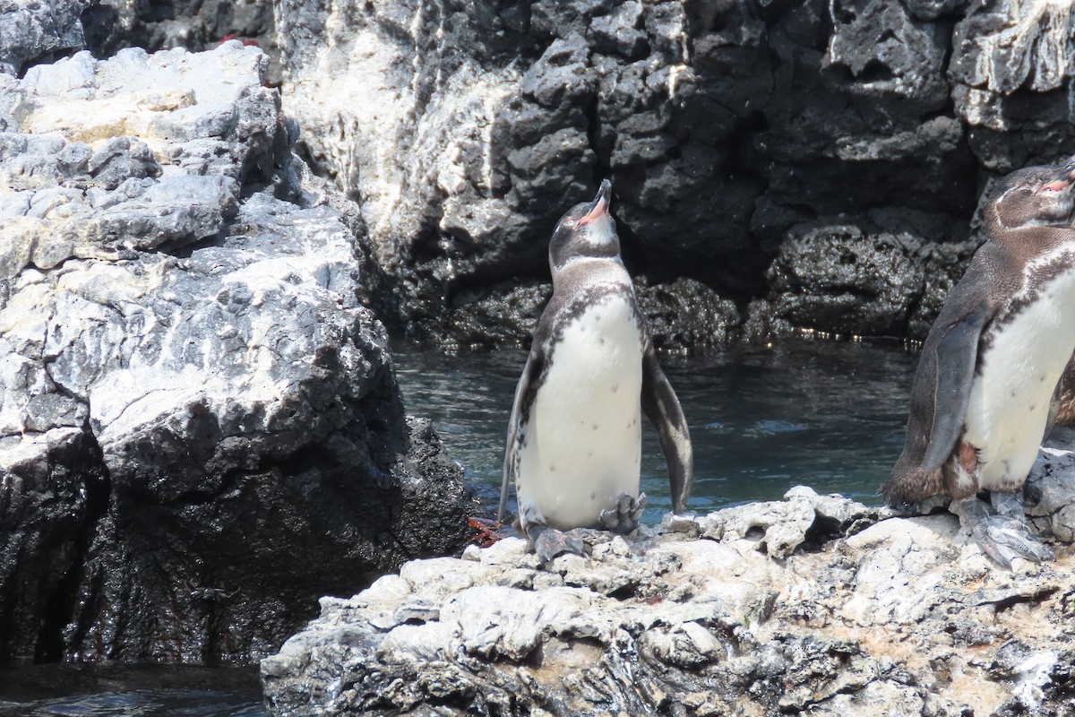 Галапагосский пингвин - ML621116990