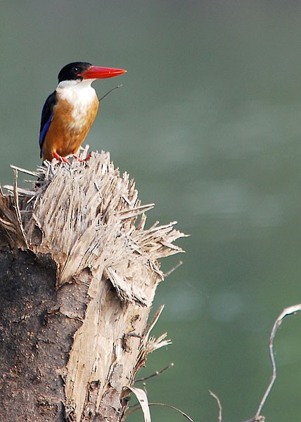 Black-capped Kingfisher - ML62111701