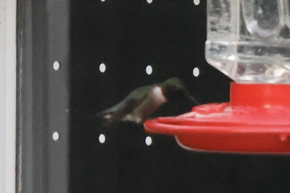 Ruby-throated Hummingbird - ML621117016