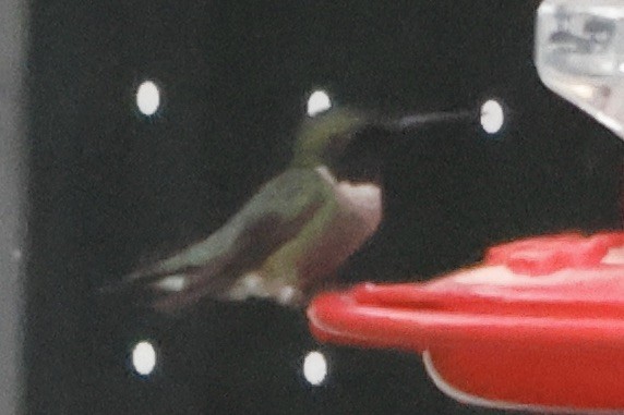 Рубиновогорлый колибри - ML621117017
