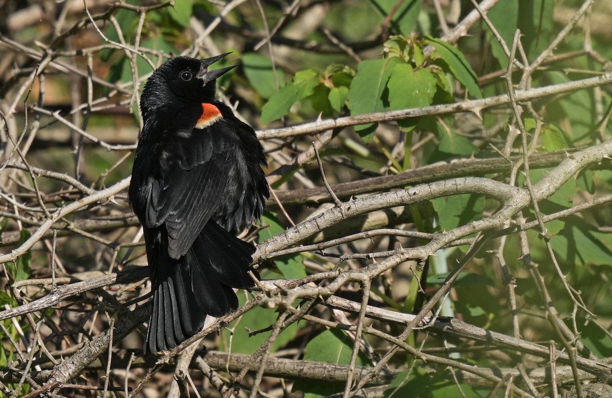 Red-winged Blackbird - ML621117022