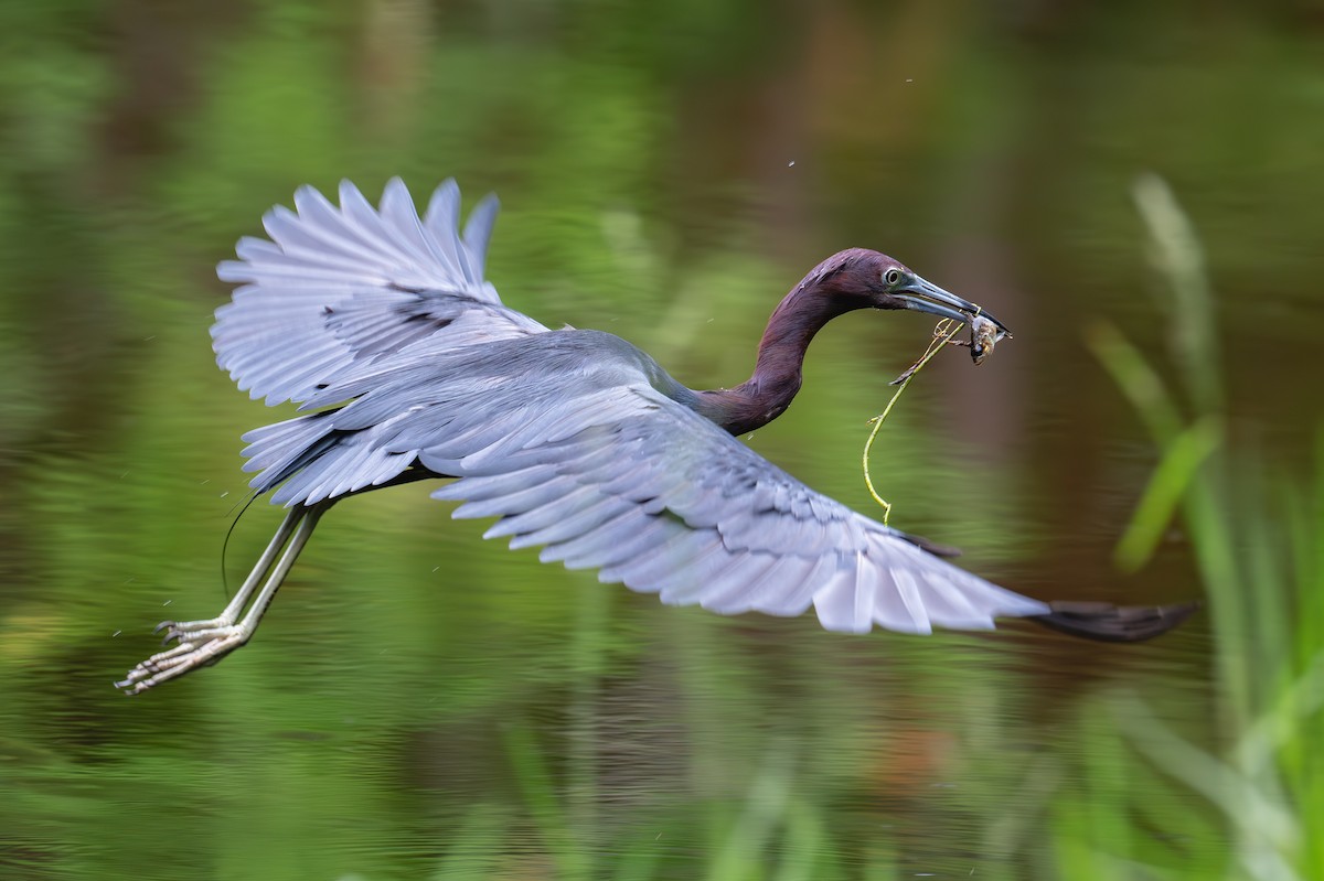 Little Blue Heron - ML621117031