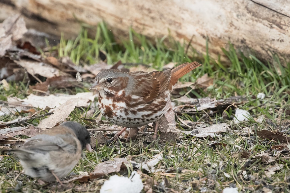 Fox Sparrow (Red) - ML621117044