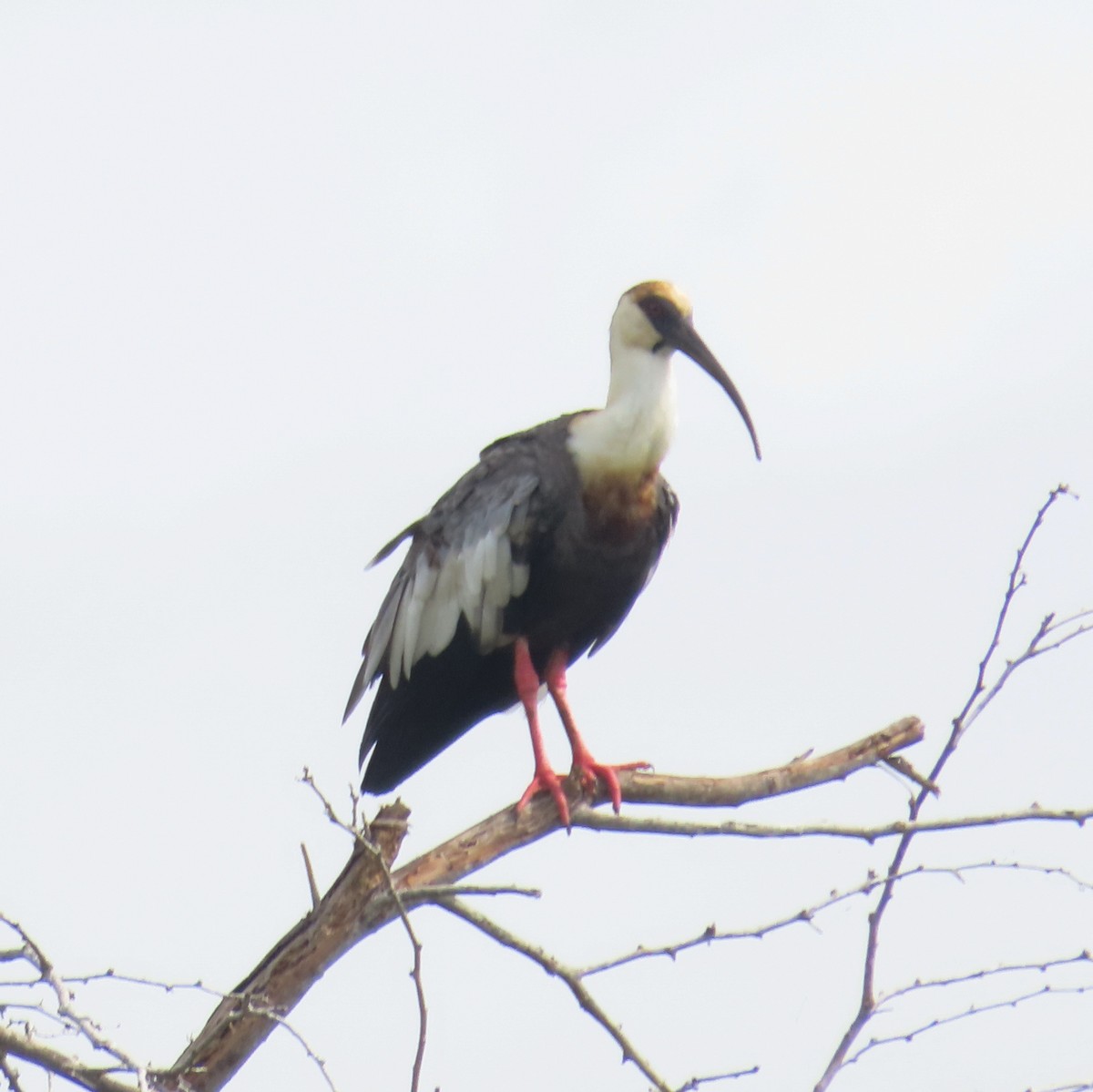 ibis bělokřídlý - ML621117066