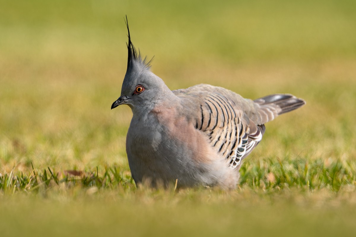 Crested Pigeon - ML621117077