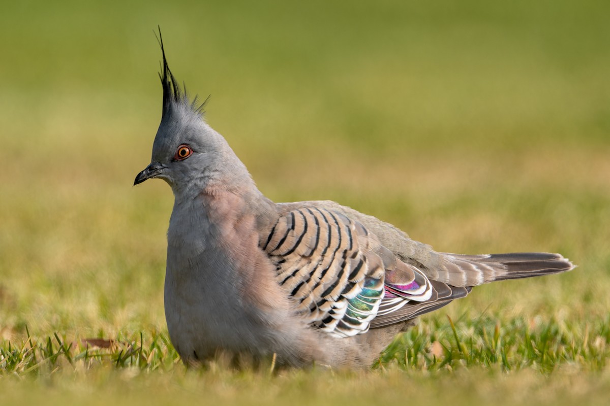 Crested Pigeon - ML621117078