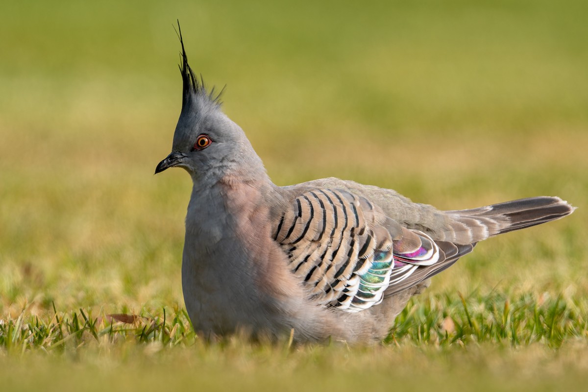 Crested Pigeon - ML621117079
