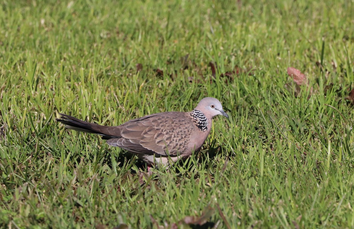 Spotted Dove - ML621117086