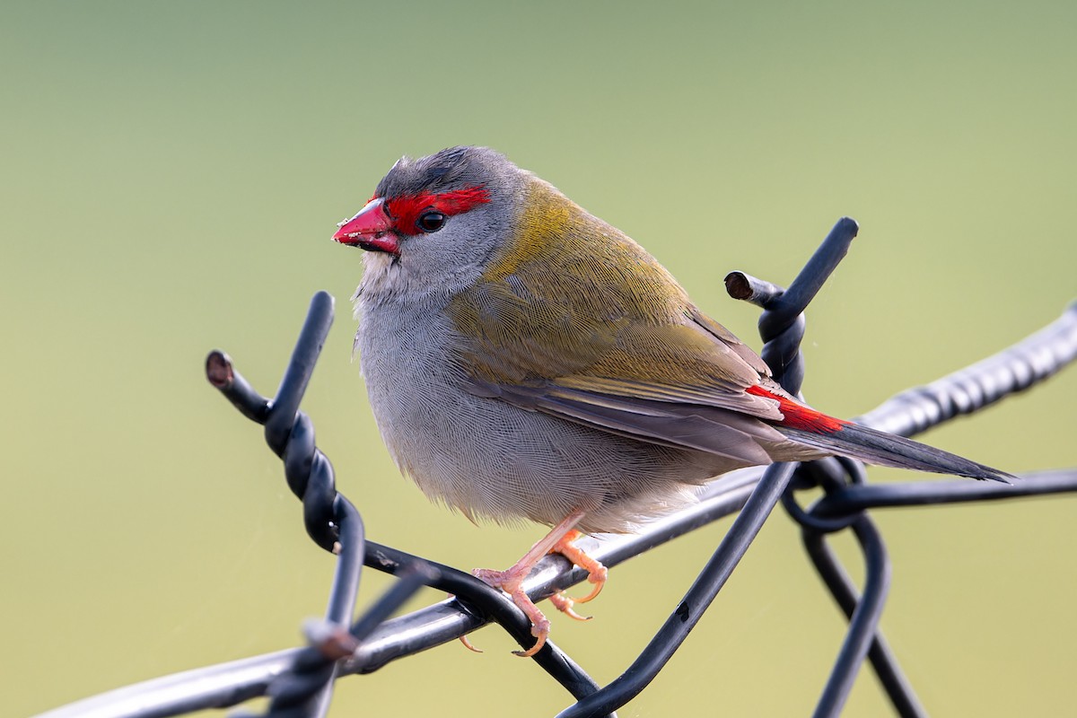 Red-browed Firetail - ML621117091
