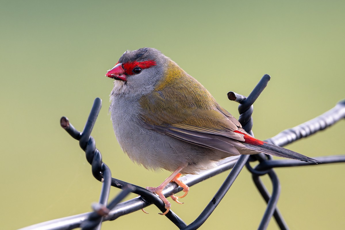 Red-browed Firetail - ML621117092