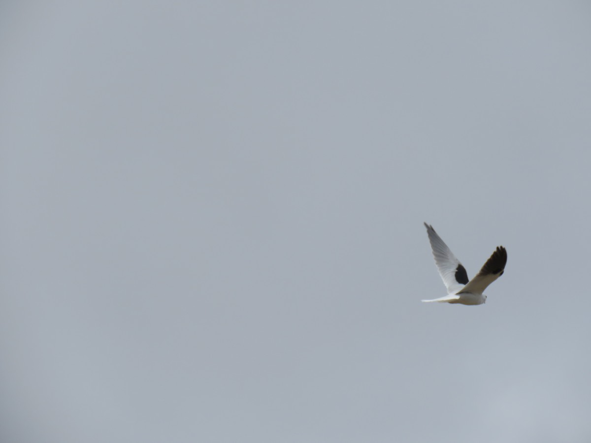 Black-shouldered Kite - ML621117117