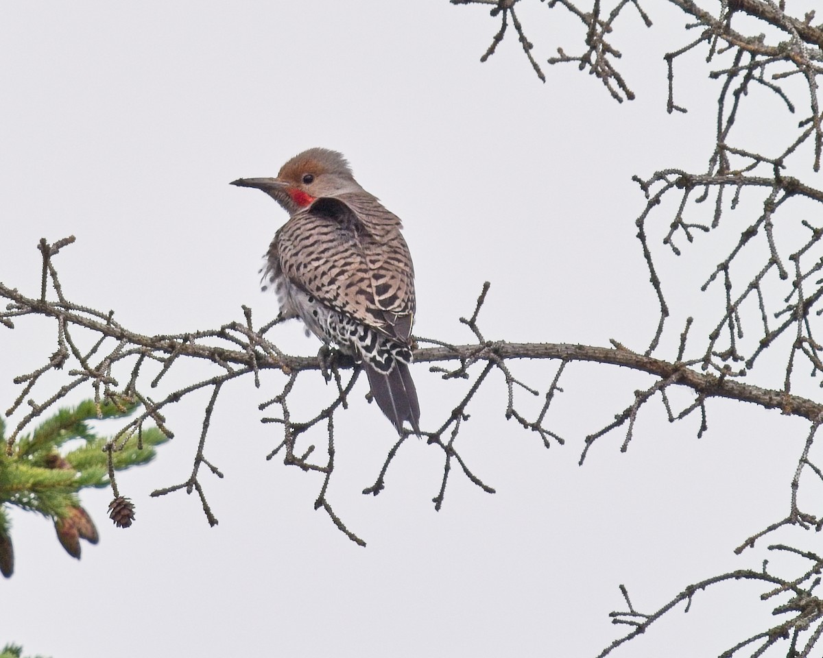 Northern Flicker - ML621117166