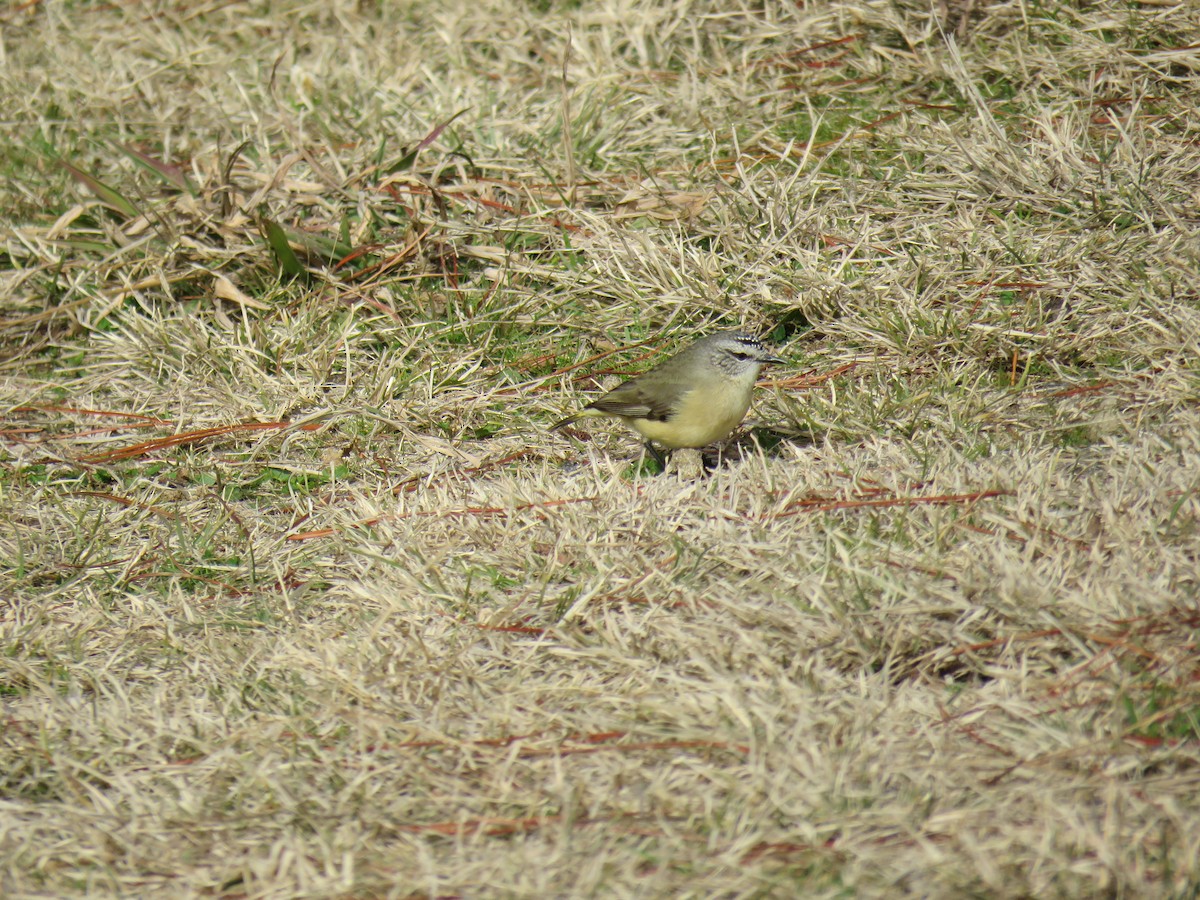 Yellow-rumped Thornbill - Stan Jarzynski