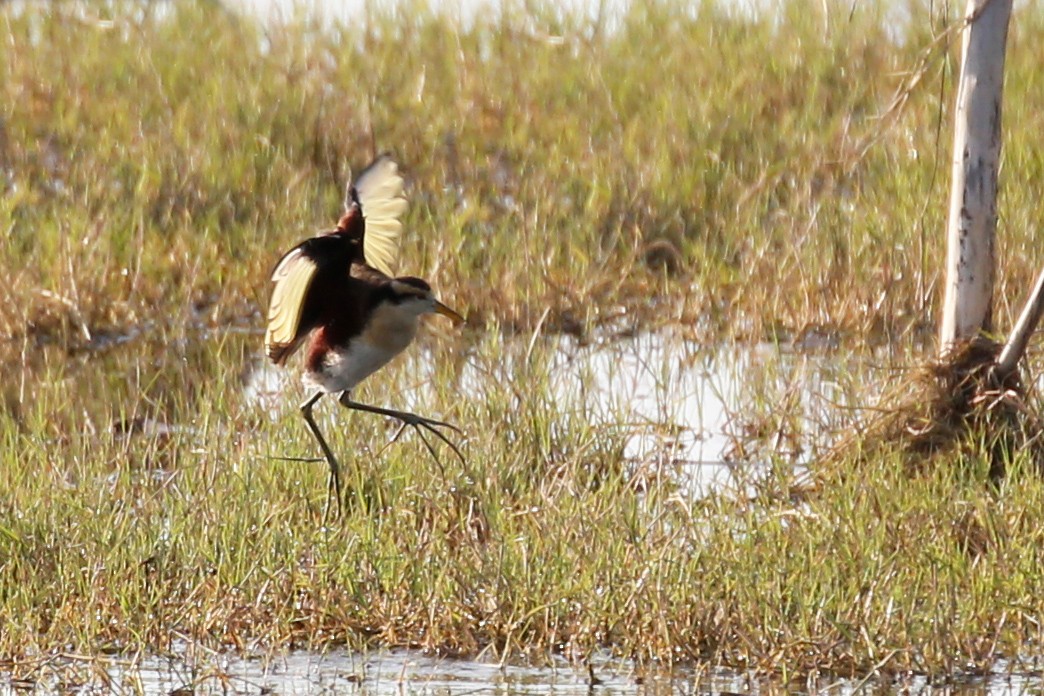 Northern Jacana - ML621117186