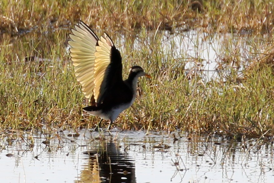 Northern Jacana - ML621117187