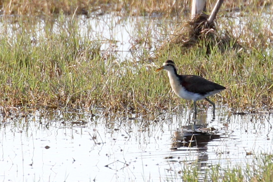 Northern Jacana - ML621117188