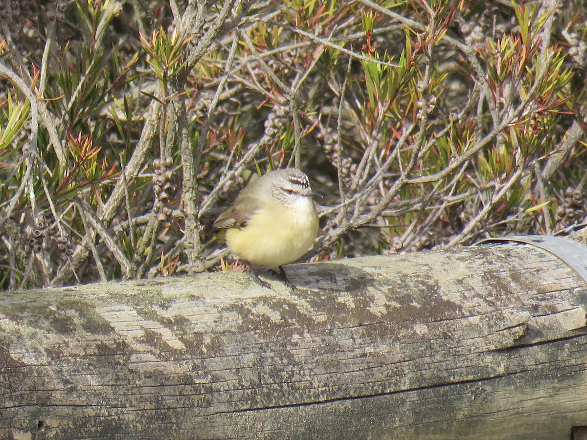 Acanthize à croupion jaune - ML621117194