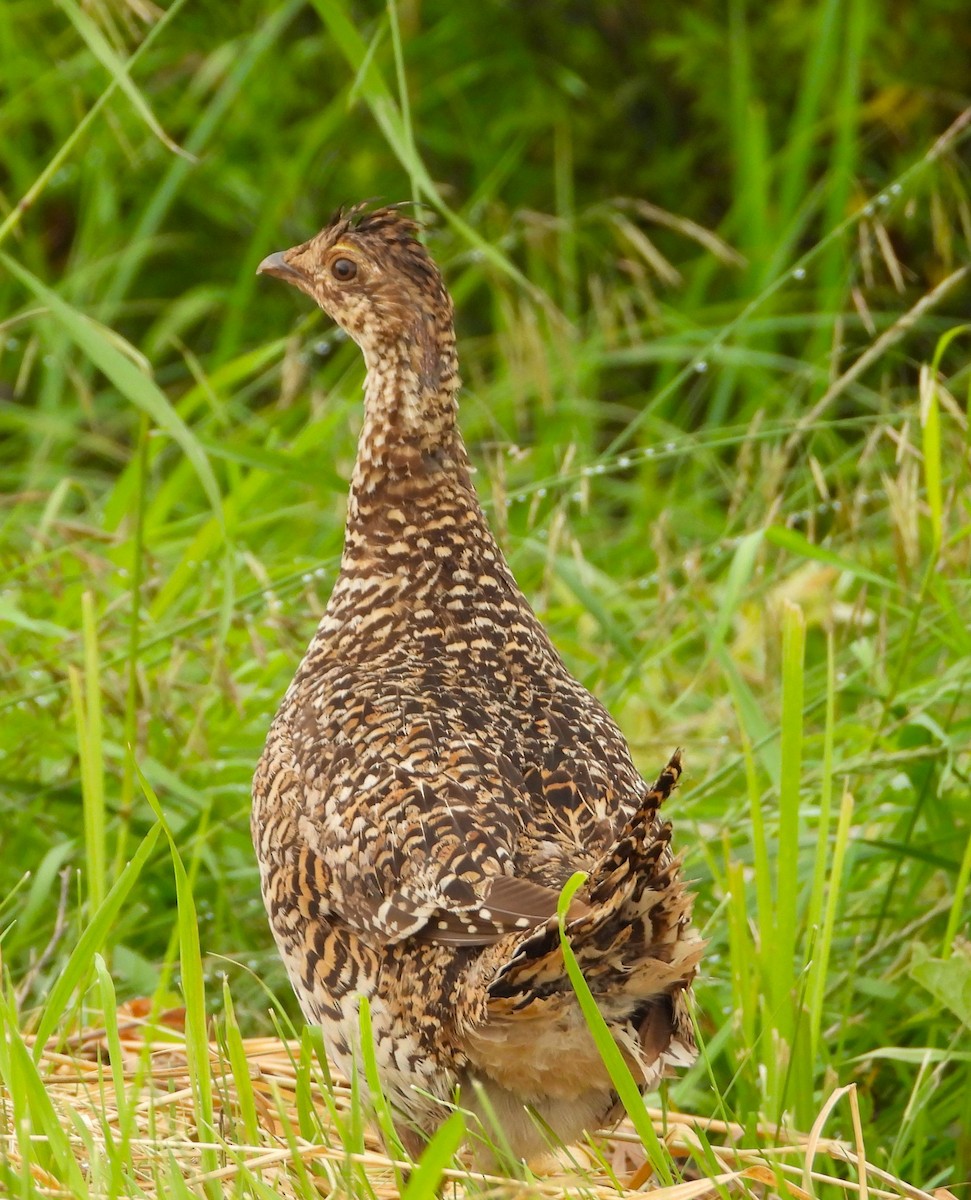 Sharp-tailed Grouse - ML621117198